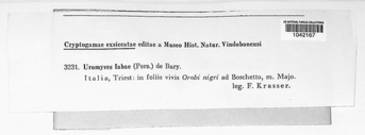 Uromyces viciae-fabae image